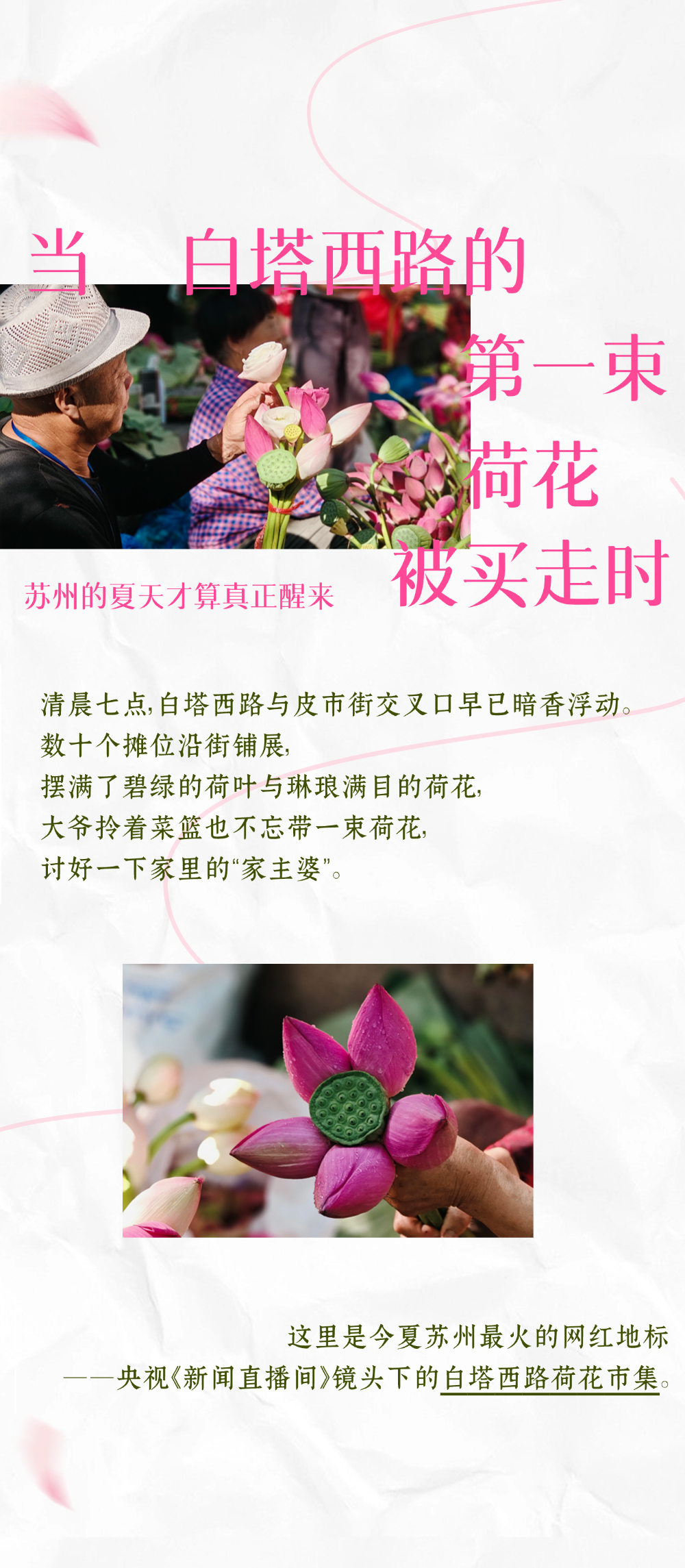 荷香满平江｜摇进古城的江南夏梦