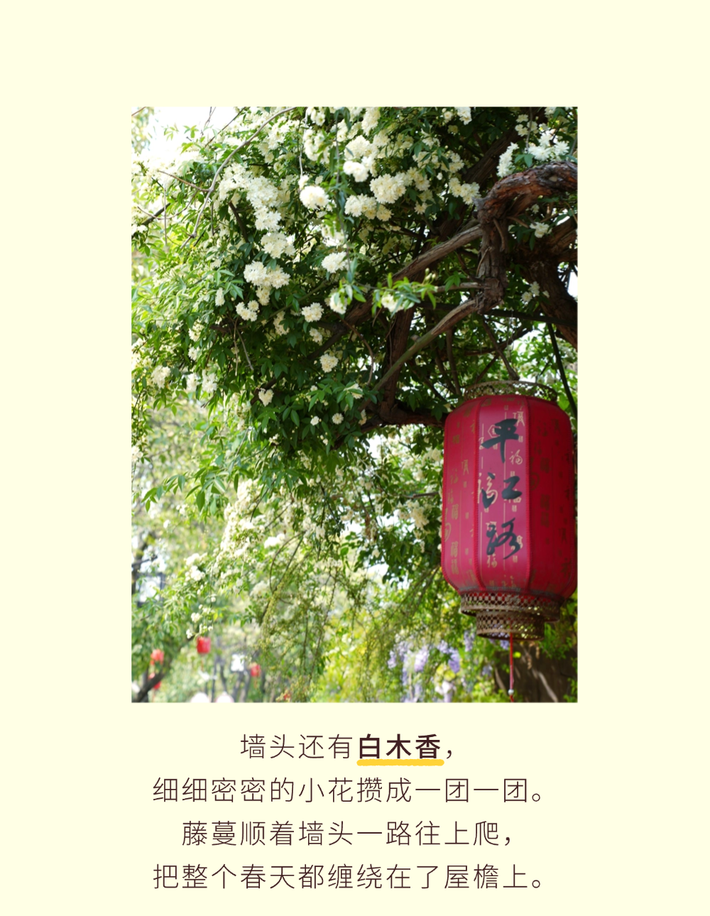 走啊，趁春假，去平江路逛春天！