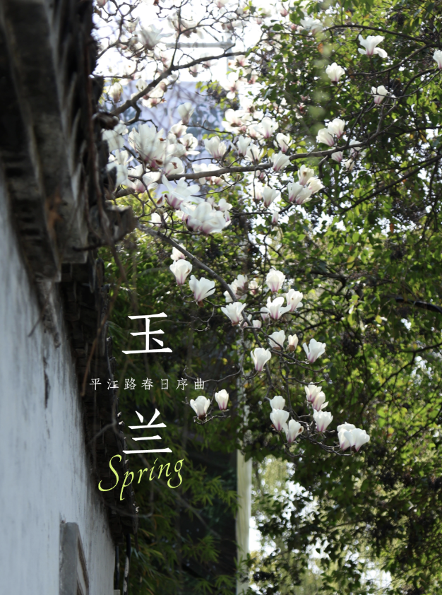 平江玉兰初绽时，春天正奔赴一场花事 ！