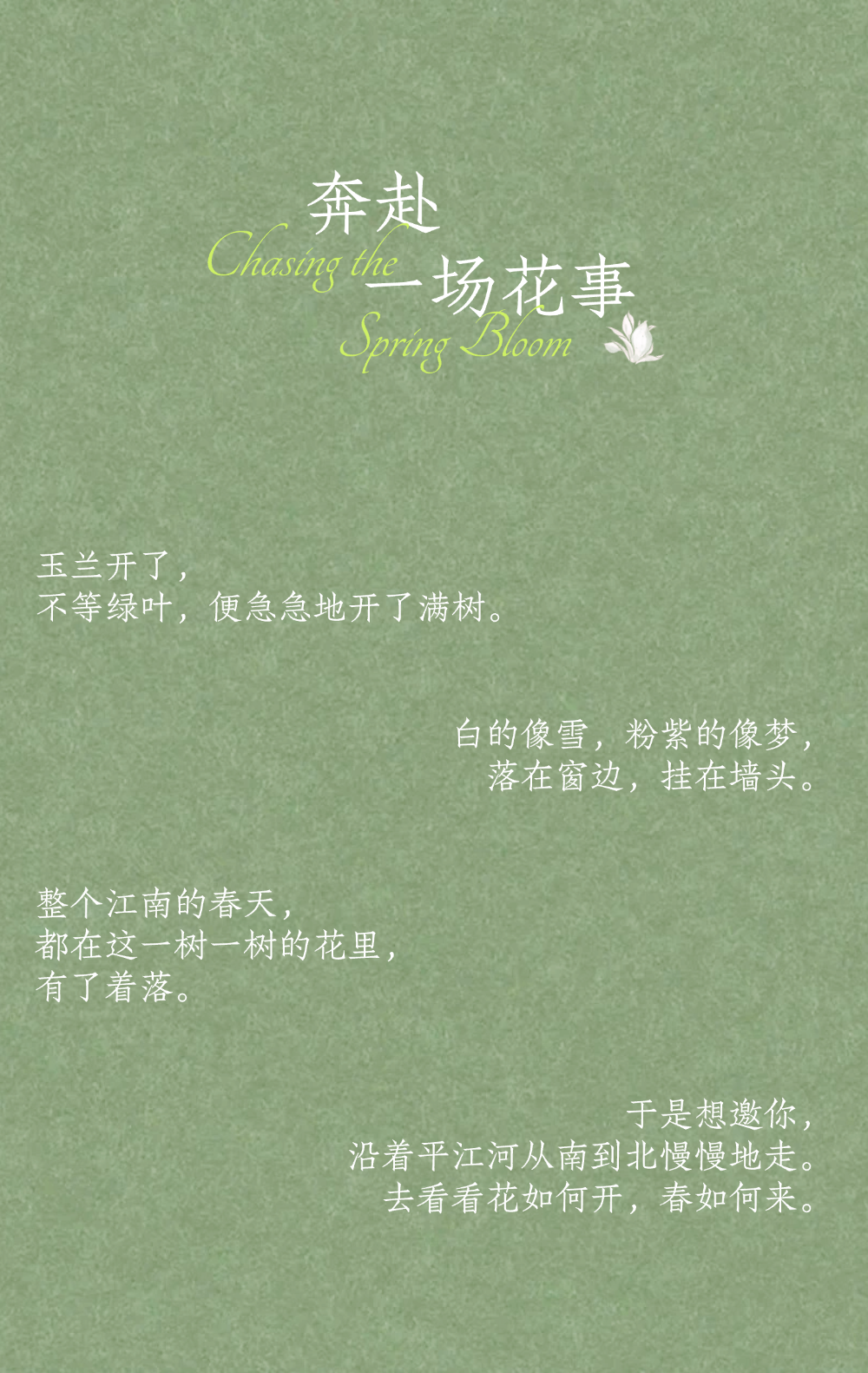 平江玉兰初绽时，春天正奔赴一场花事 ！