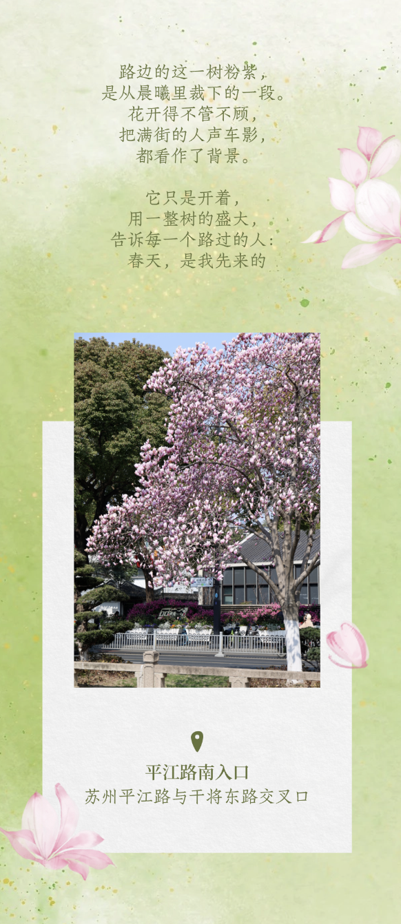 平江玉兰初绽时，春天正奔赴一场花事 ！