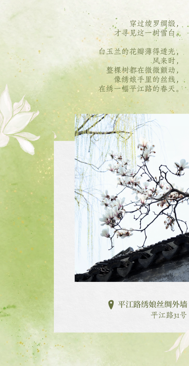 平江玉兰初绽时，春天正奔赴一场花事 ！