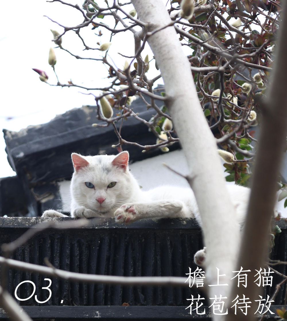 平江玉兰初绽时，春天正奔赴一场花事 ！