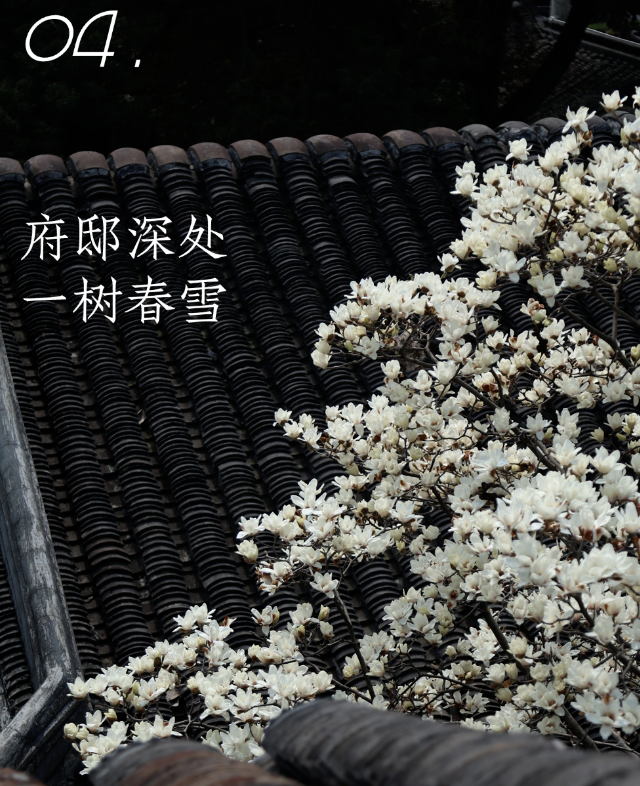 平江玉兰初绽时，春天正奔赴一场花事 ！