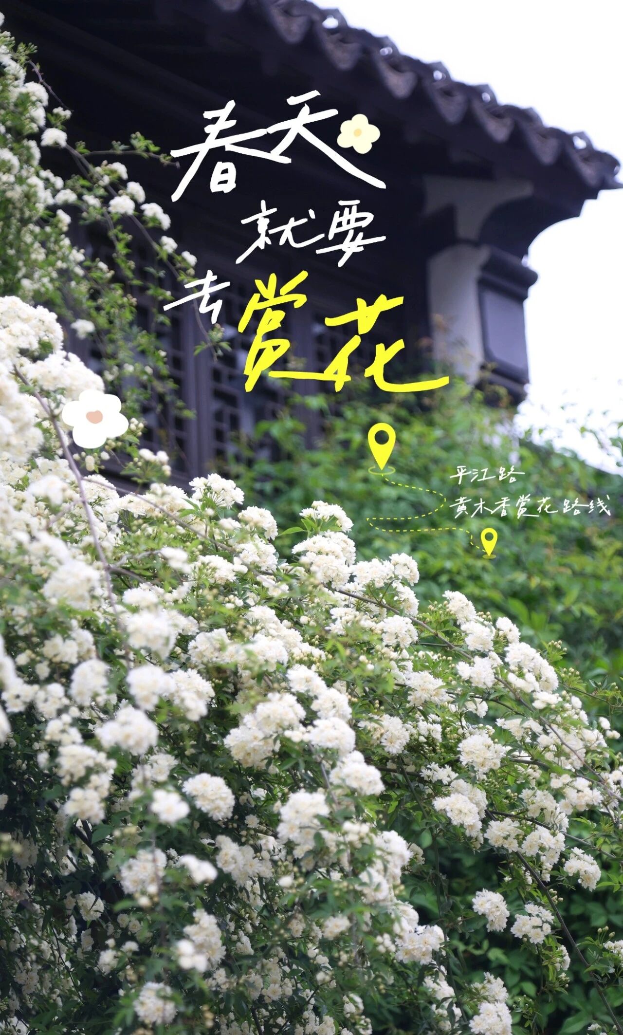 平江路的浪漫瀑布来咯附黄木香赏花路线～