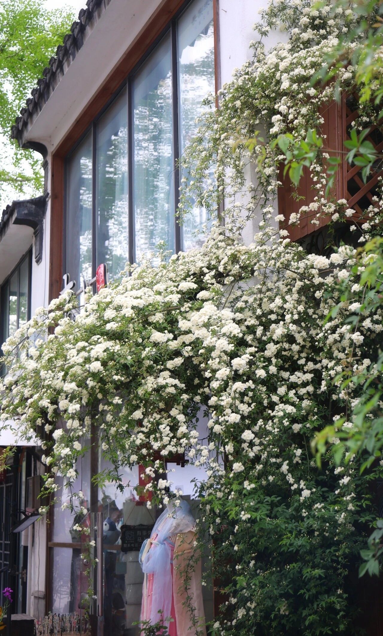 平江路的浪漫瀑布来咯附黄木香赏花路线～