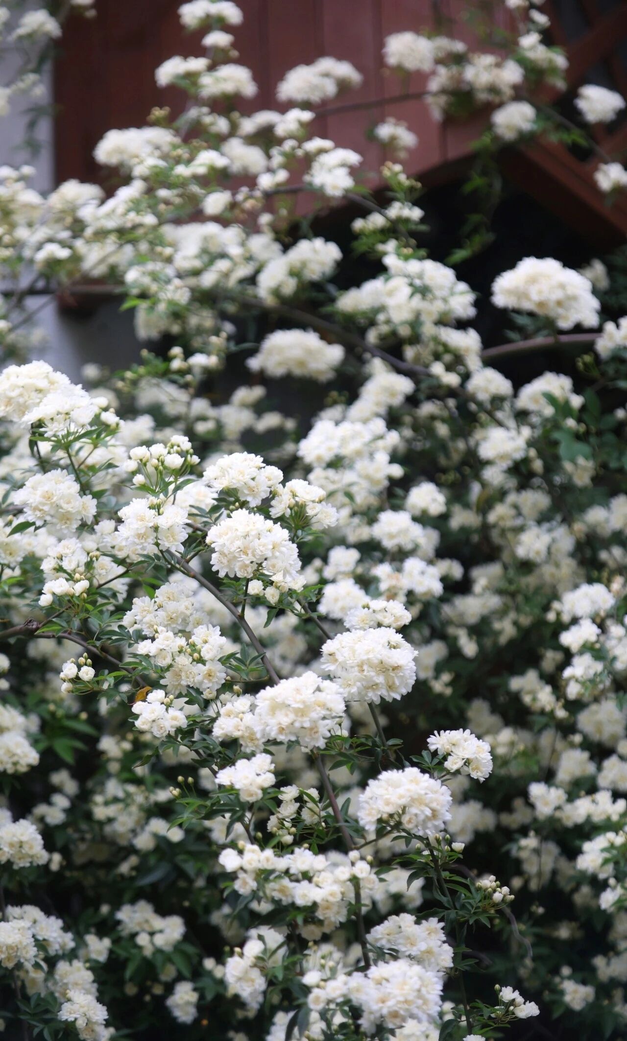 平江路的浪漫瀑布来咯附黄木香赏花路线～