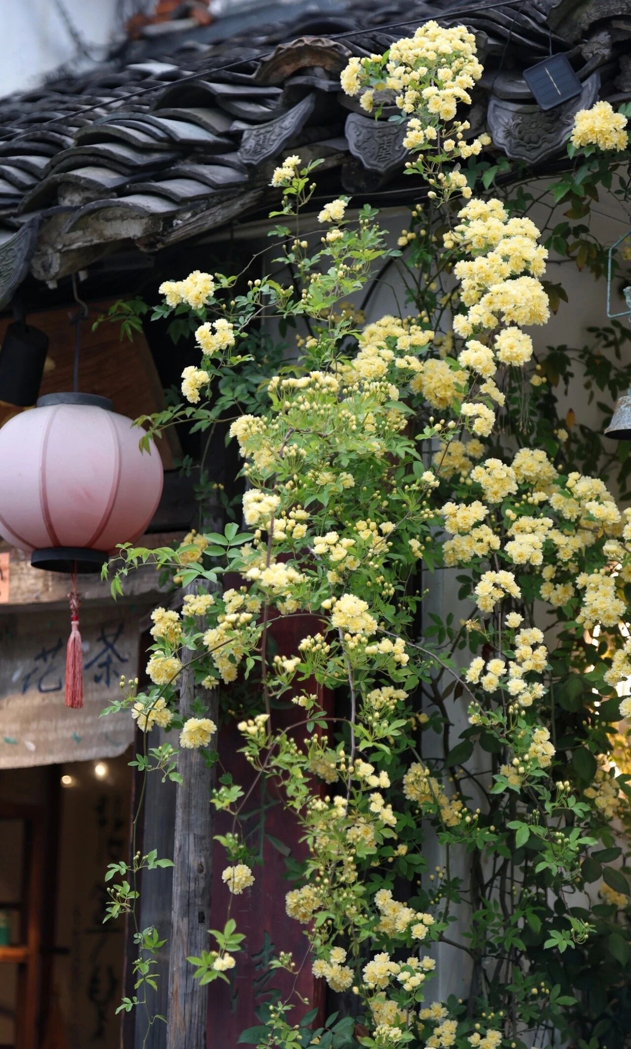 平江路的浪漫瀑布来咯附黄木香赏花路线～