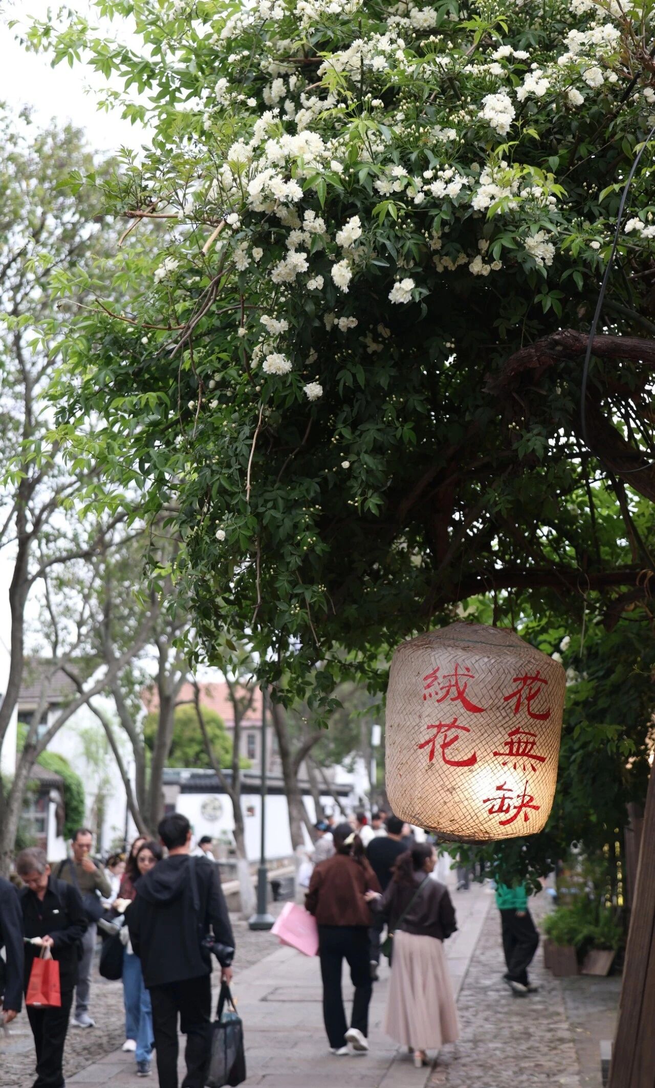 平江路的浪漫瀑布来咯附黄木香赏花路线～