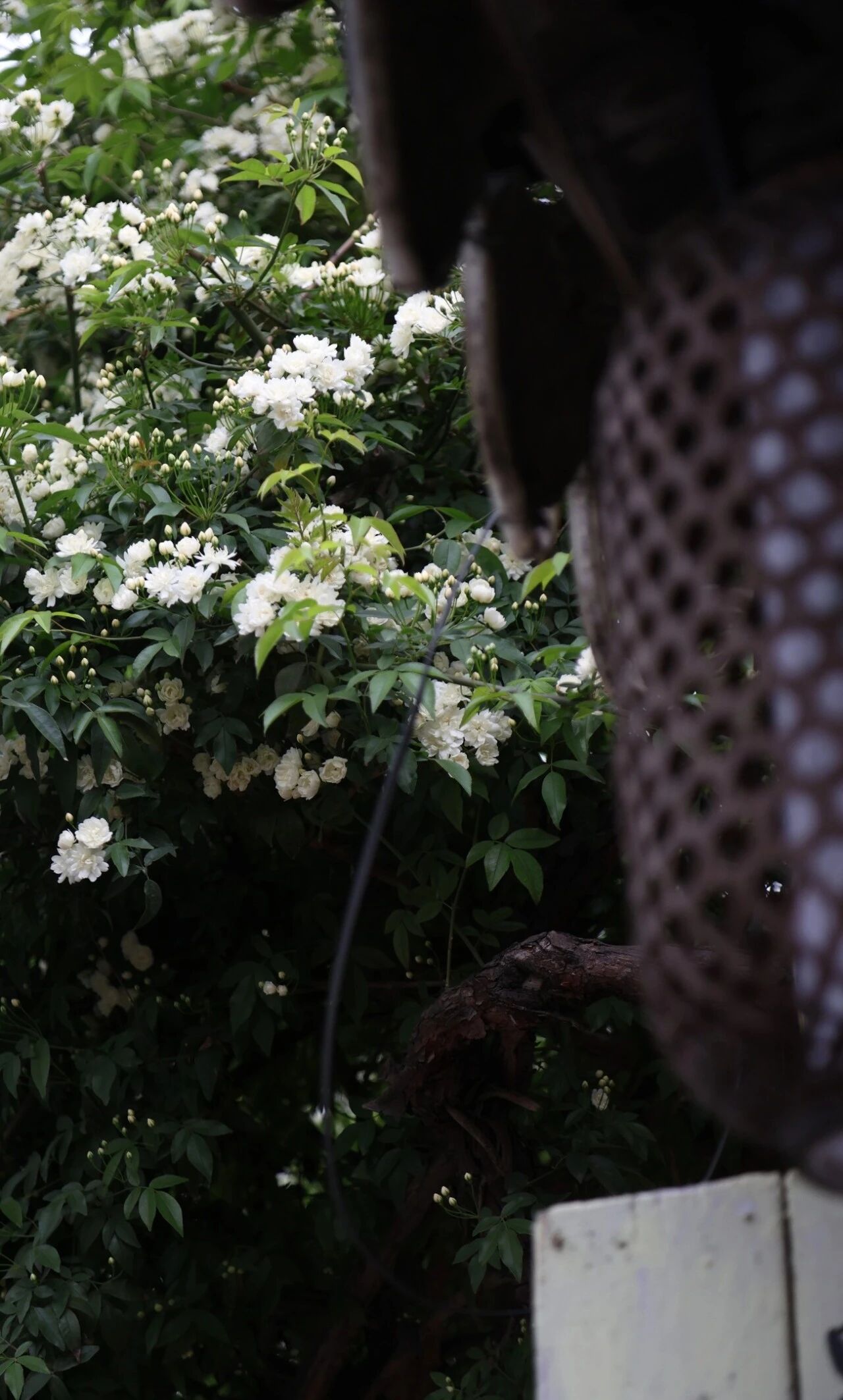 平江路的浪漫瀑布来咯附黄木香赏花路线～