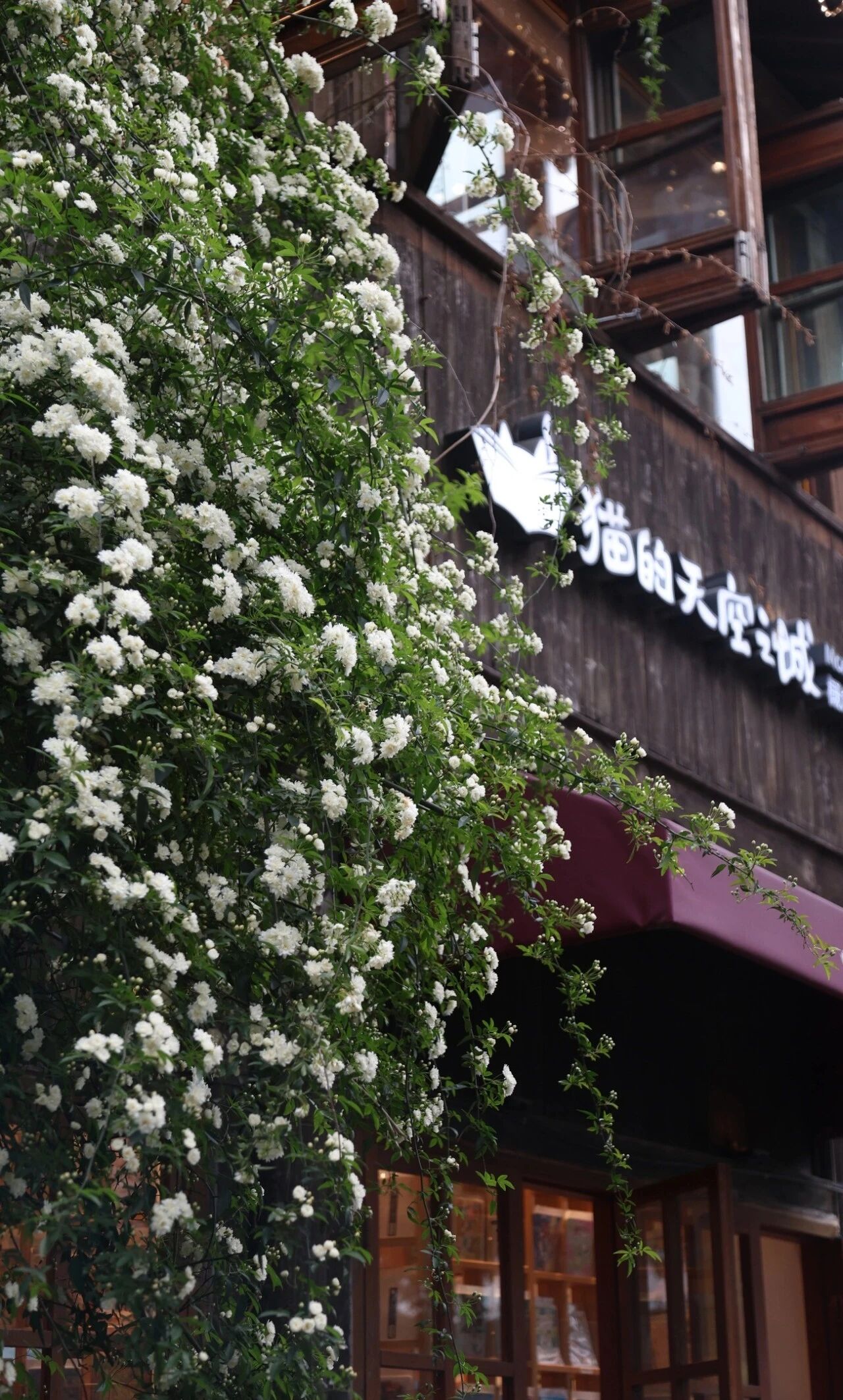 平江路的浪漫瀑布来咯附黄木香赏花路线～